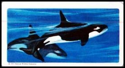 60BBANA 48 Killer Whale.jpg